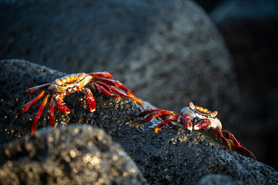 Sally Lightfoot Crab, Isla Isabela, Galapagos Islands, Ecuador