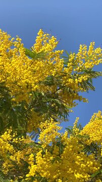 Holiday spring yellow flowers for 8 March Women Day. Acacia dealbata golden bloom. 