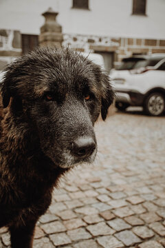 C&atilde;o serra da estrela