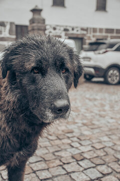 C&atilde;o serra da estrela