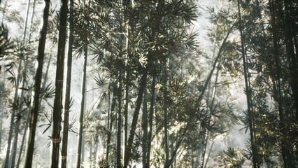 Fototapeta premium Tall bamboo stalks rise towards the sky as delicate leaves sway gently in a misty forest. Soft light filters through, creating a peaceful and calming scene inviting exploration and reflection.