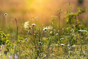 Fototapeta premium Blossom filled field at a sunny summer day, bursting with vibrant colors and lush blooms. Selective focus.