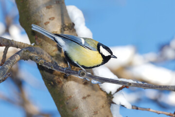 A titmouse on a branch on a clear sunny winter day