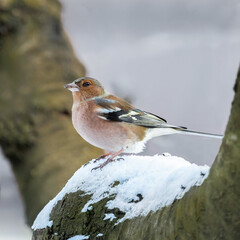 A close-up of a male Common Chaffinch (Fringilla coelebs) perched in the fork of a tree in winter