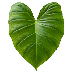 A large green leaf with a heart shape isolated on transparent background