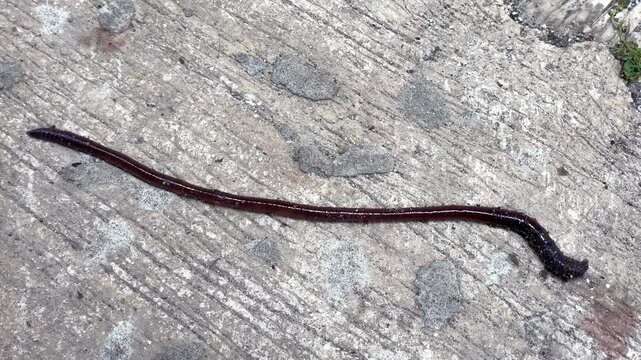 Large earthworm crawling on a rough concrete surface