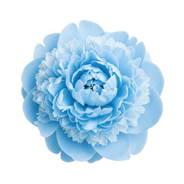 Ultra photorealistic, flat lay, macro shot of a single magnificent sky blue peony flower with velvety petals against a transparent studio background, shadowless lighting, concept of pristine