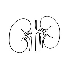 Anatomical illustration of healthy human kidneys, showcasing their structure and major blood vessels in a clean line art style