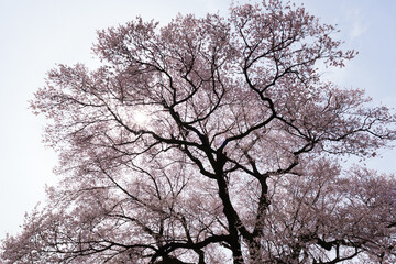 わに塚の桜