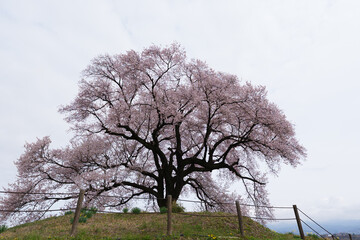 わに塚の桜