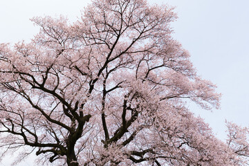 わに塚の桜