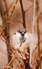 Fototapeta premium portrait of a sparrow sitting on a branch close up