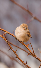 portrait of a sparrow sitting on a branch close up