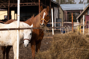 two horses in a paddock next to hay