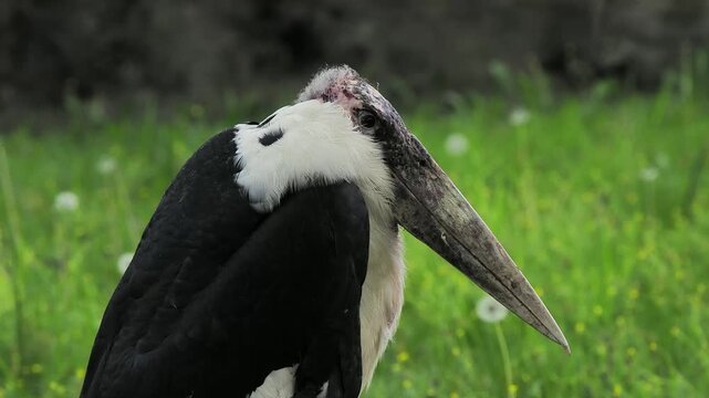 African marabou (Leptoptilos crumenifer) stands in a grassy area under the bright sun.