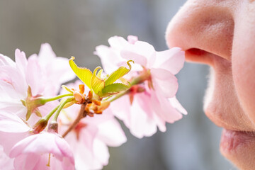 Female nose near pink cherry, sakura blossom, hay fever quiet discomfort, springtime and beauty nature, possibly reacting pollen, while also raising awareness seasonal allergies, Sensory Experience © kittyfly