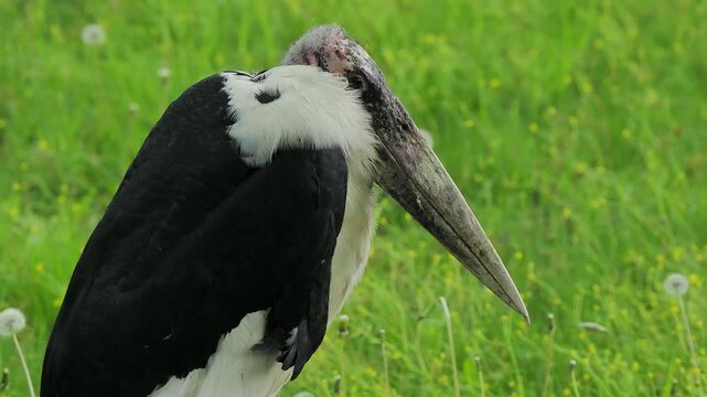 African marabou (Leptoptilos crumenifer) stands in a grassy area under the bright sun.