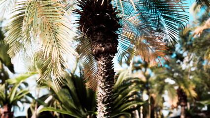 A tall palm tree stands majestically with its spiky trunk and vibrant fronds. Surrounding it, a variety of tropical plants grow, showcasing a beautiful sunny day. © icetray