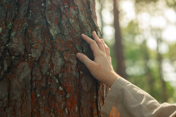 Close up of human hand touching a large pine tree trunk in the forest, concept of nature connection, environmental conservation, sustainability, and forest therapy.