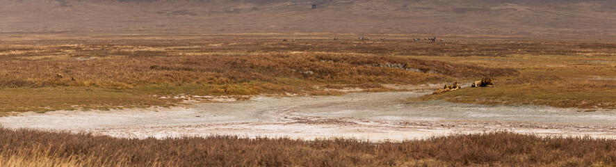 Fototapeta premium Ngorongoro Crater, Tanzania - September 23th 2025: A Pride of Lions Rests Near a Waterhole on the Vast African Savanna