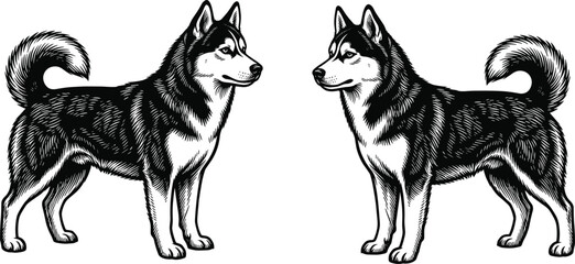 Siberian Husky Dog Illustration Pair in Vintage Engraving Style Detailed Black and White Vector Isolated on Light BackgroundSiberian Husky Dog Illustration Pair in Vintage Engraving  © Moslama