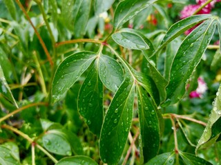 Peony bush leaves branch raindrops garden outdoor closeup fresh green foliage no flowers top view copy space mockup template landscaping botany commercial photography macro shot wet texture natural