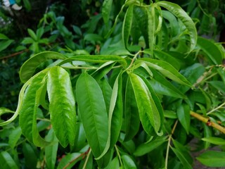 Fototapeta premium Peach tree leaves branch green healthy spring summer no flowers fruits garden farm eco outdoor closeup foliage top view copy space mockup template agriculture orchard commercial photography macro shot