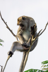 Macaca fascicularis (crab eating macaque, long tailed macaque, cynomolgus macaque) sit on the tree