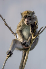 Macaca fascicularis (crab eating macaque, long tailed macaque, cynomolgus macaque) sit on the tree