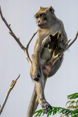 Macaca fascicularis (crab eating macaque, long tailed macaque, cynomolgus macaque) sit on the tree