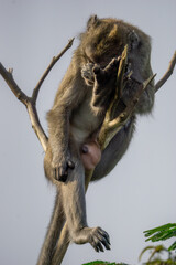 Macaca fascicularis (crab eating macaque, long tailed macaque, cynomolgus macaque) sit on the tree