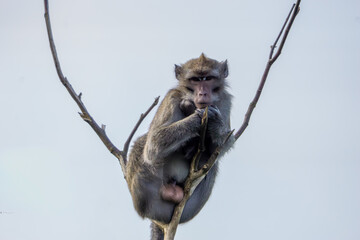 Macaca fascicularis (crab eating macaque, long tailed macaque, cynomolgus macaque) sit on the tree