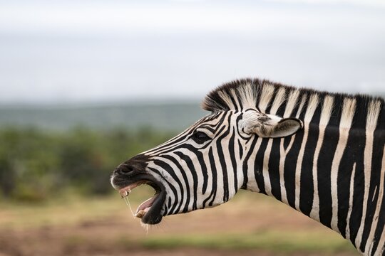 Funny, animal portrait, Burchell's zebra (Equus quagga burchelli) neighing and showing teeth, Addo Elephant National Park, Eastern Cape, South Africa