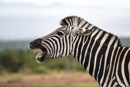 Animal portrait, Burchell's zebra (Equus quagga burchelli) neighing, Addo Elephant National Park, Eastern Cape, South Africa