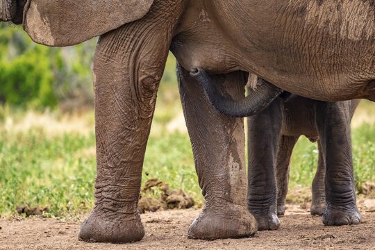 Elephant cow with young animal drinking while suckling, African elephant (Loxodonta africana), Addo Elephant National Park, Eastern Cape, South Africa
