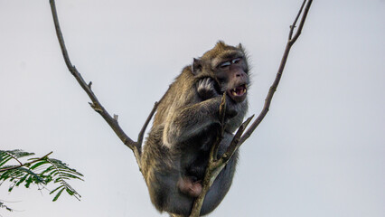 Macaca fascicularis (crab eating macaque, long tailed macaque, cynomolgus macaque) sit on the tree