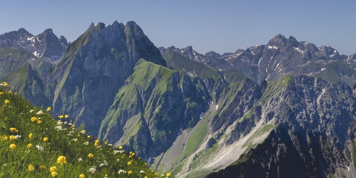 Mountain panorama with troll flowers (Trollius europaeus) from Laufbacher-Eckweg to H&ouml;fats 2259m, and Allg&auml;u main ridge with Trettachspitze 2595m, M&auml;delegabel 2645m, Bockkarkopf 2609m and Hochfrottspitze 2649m, Allg&auml;u Alps, Allg&auml;u, Bavaria, Germany