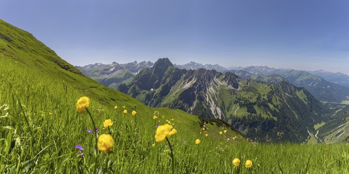 Mountain panorama with troll flowers (Trollius europaeus) from Laufbacher-Eckweg to H&ouml;fats 2259m, and Allg&auml;u main ridge with Trettachspitze 2595m, M&auml;delegabel 2645m, Bockkarkopf 2609m and Hochfrottspitze 2649m, Allg&auml;u Alps, Allg&auml;u, Bavaria, Germany