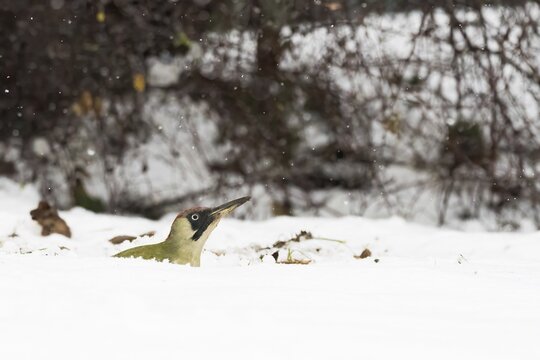 A green woodpecker (Picus viridis) peers out of a blanket of snow, surrounded by winter nature and falling snow, Hesse, Germany