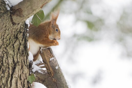 A squirrel (Sciurus vulgaris) sitting on a tree trunk, eating a nut, winter environment, Hesse, Germany