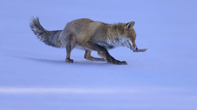 Red fox (Vulpes vulpes), with caught mouse on a meadow covered with snow, Swabian Alb biosphere reserve, Baden-W&uuml;rttemberg, Germany