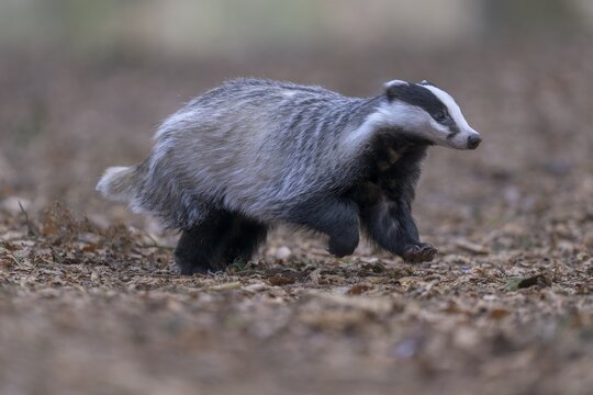 European badger (Meles meles), foraging in a beech forest, Swabian Alb biosphere reserve, Baden-W&uuml;rttemberg, Germany