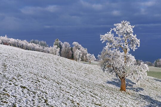 Winter landscape with trees and meadows in hoarfrost, Beinwil, Freiamt, Canton of Aargau, Switzerland