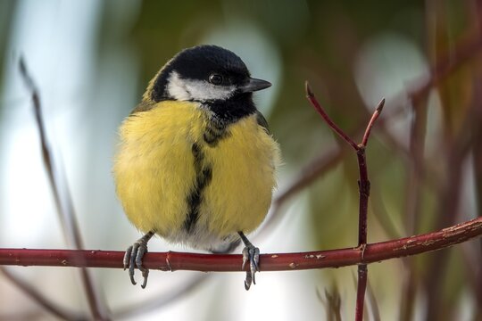 Great tit (Parus major), sitting on a branch, Baden-W&uuml;rttemberg, Germany