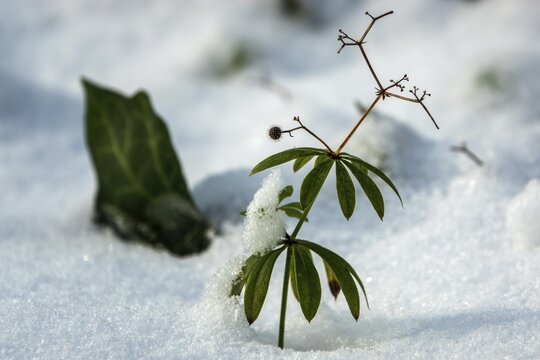 Woodruff plant (Galium odoratum) rising from the snow, Baden-W&uuml;rttemberg, Germany
