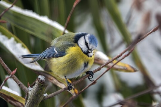 Nuthatch (Sitta europaea) sitting on a branch, Baden-W&uuml;rttemberg, Germany
