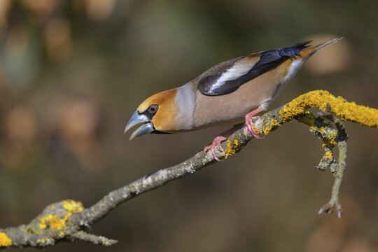 Hawfinch (Coccothraustes coccothraustes), male in breeding plumage on a lichen-covered branch, Swabian Alb biosphere reserve, Baden-W&uuml;rttemberg, Germany