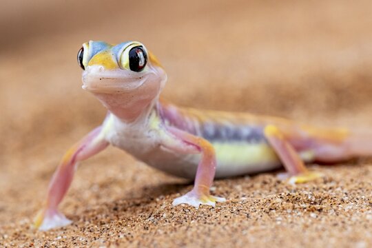 Palmato gecko (Pachydactylus rangei), Namib Desert, Namibia