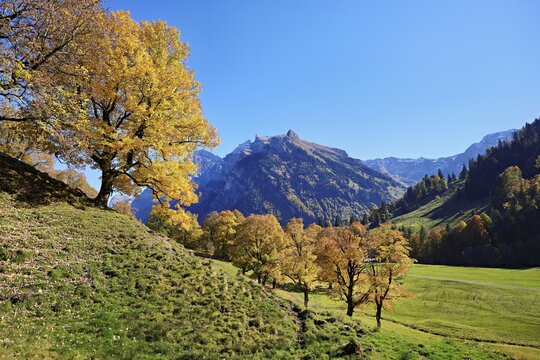 Old sycamore maple (Acer pseudo plantanus), in autumnal discolouration, Canton Glarus, Switzerland
