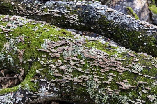 Tree fungus, Split Gill (Schizophyllum commune), on dead tree trunk, Dar&szlig;wald, Dar&szlig;, Fischland-Dar&szlig;-Zingst, National Park Vorpommersche Boddenlandschaft, Mecklenburg-Vorpommern, Germany